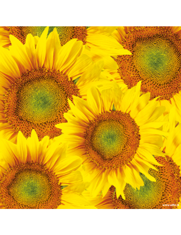 Poster Girasoli