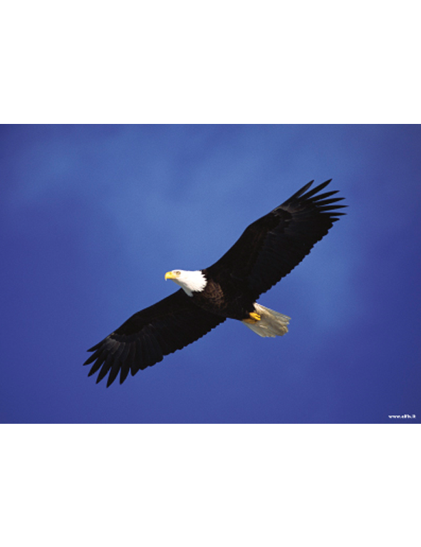Poster Aquila